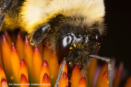 What Is All the Buzzzz? Image